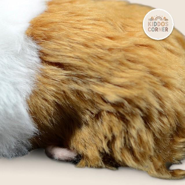 Guinea Pig Soft Stuffed Plush Toy